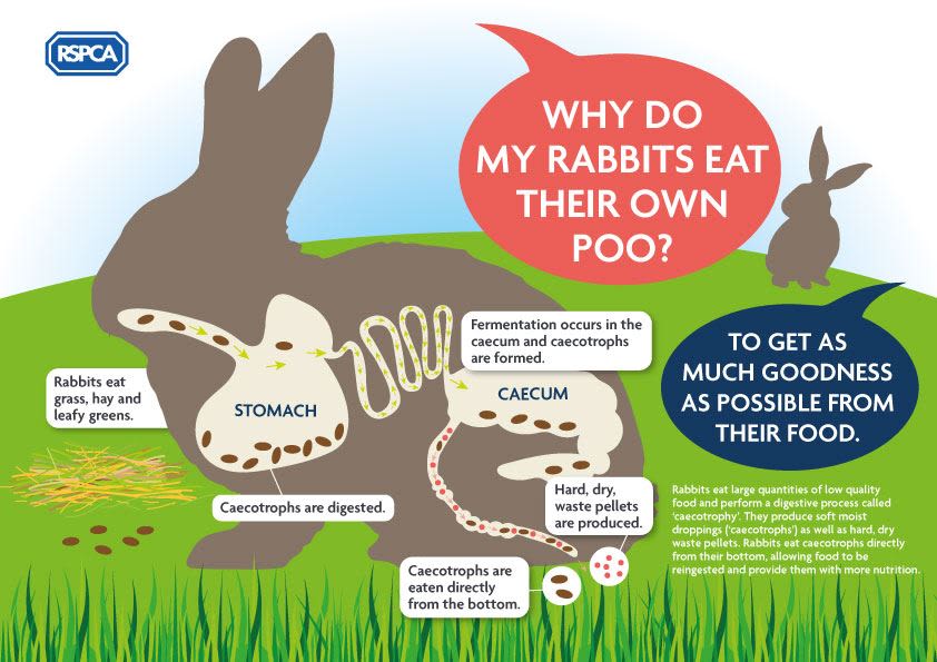 Rabbit Awareness Week Rspca Doncaster And Rotherham District