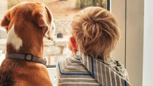How Children Should and Shouldn't Interact With Dogs