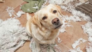Spotting Potential Separation Anxiety in Pets